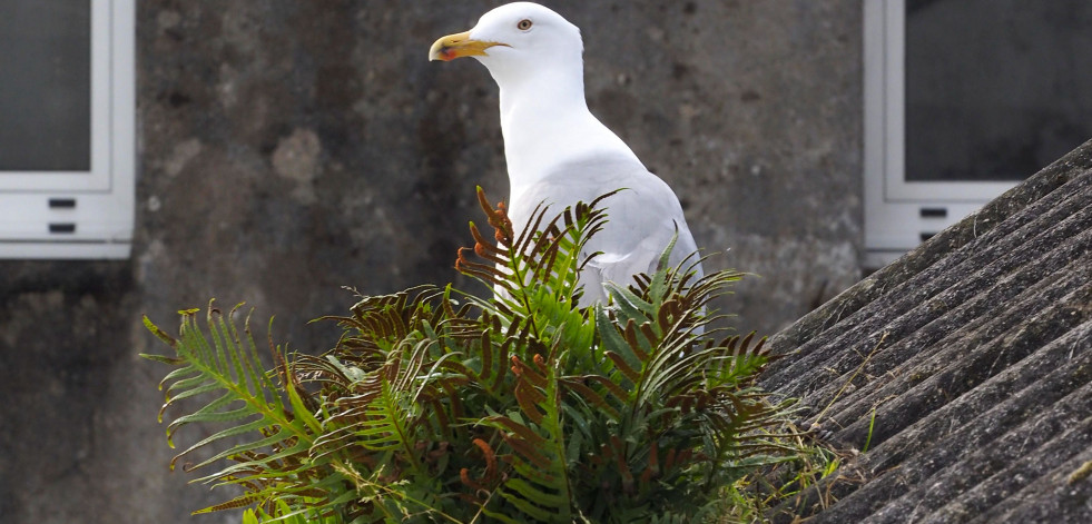 Comienza la campaña de control de aves en Ferrol con la retirada de nidos de gaviota