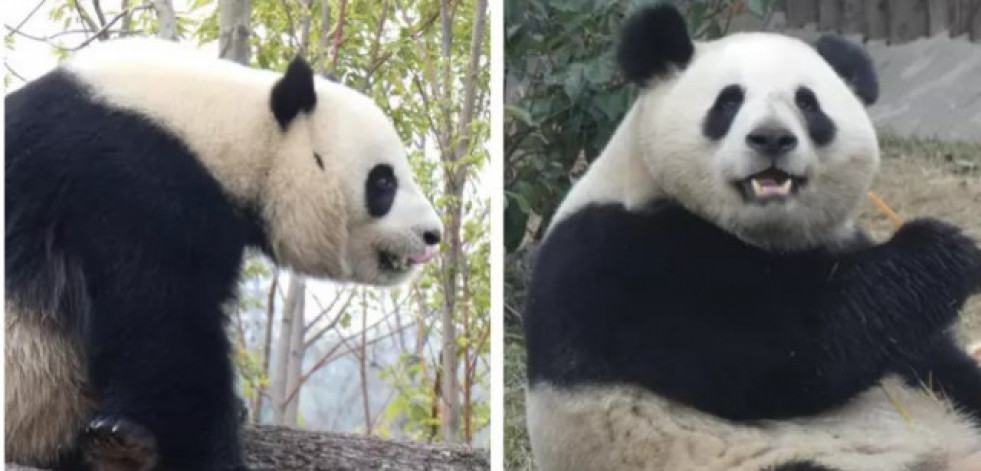 La nueva pareja de pandas del Zoo de Madrid ya ha pasado su primera noche en la capital