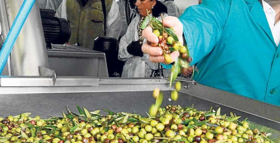 Medio Rural impulsa a competitividade 
e a calidade do sector do aceite en Galicia