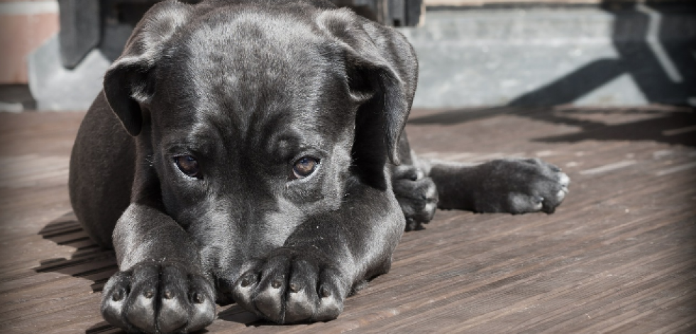 Cómo evitar que la marihuana afecte a tu mascota