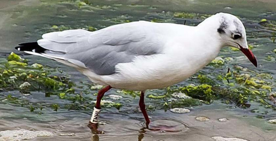 Reportaje | Una gaviota polaca elige de nuevo la villa de Ares como lugar de vacaciones