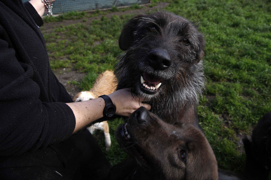 Vende desde Culleredo un perro por internet y nunca lo entrega