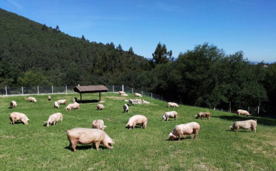 La granja gallega de Coren que tiene cerdos de oro