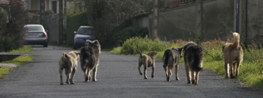 Abren el plazo para enmendar el borrador de la ordenanza animal