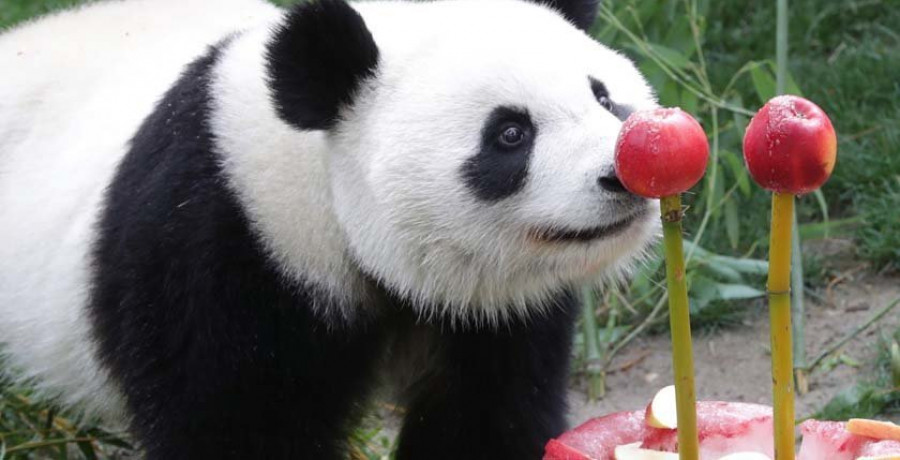 Una osa panda crea obras 
de arte en el zoo de Viena