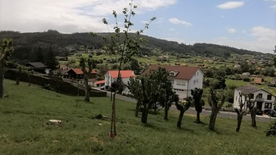 Plantación de nuevas especies arbóreas y obras en diferentes viales del municipio de Neda