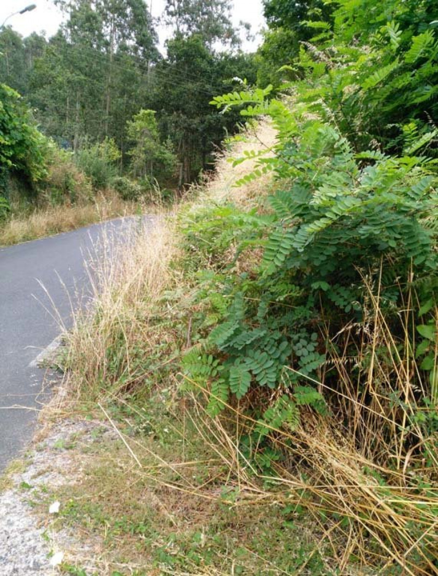 El alcalde de Ferrol prioriza “emergencias” como los desbroces en la zona rural