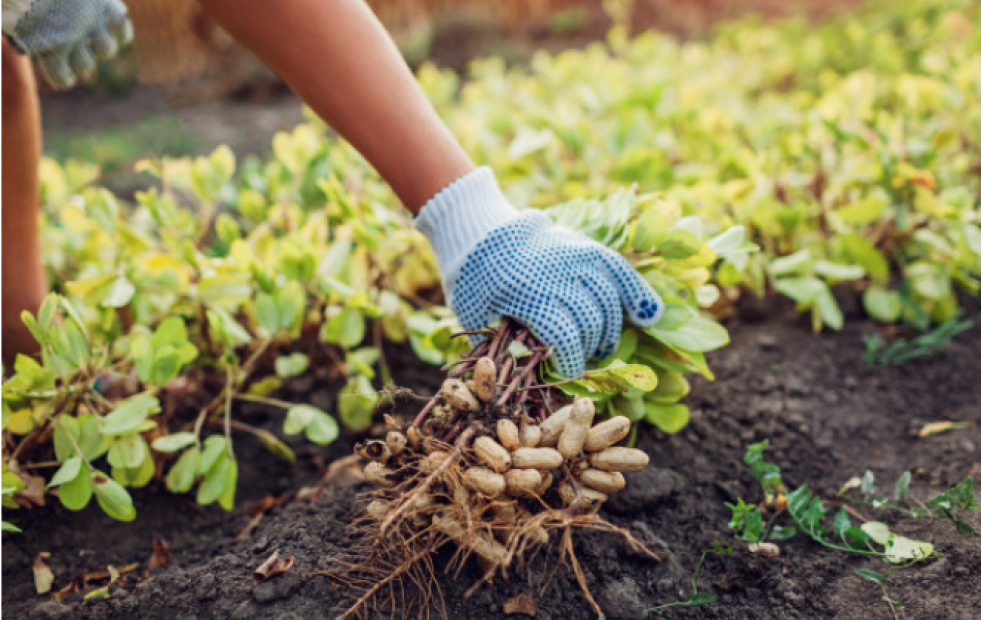 ¿Qué motoazada tengo que comprarme para mi jardín? Consigue la adecuada para ti