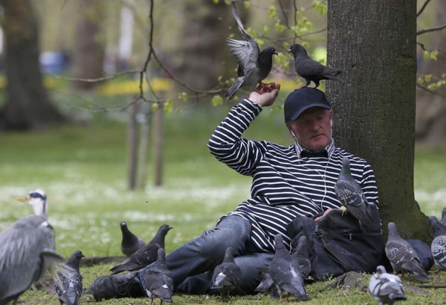 Detectan que los pájaros pueden dormir en vuelo