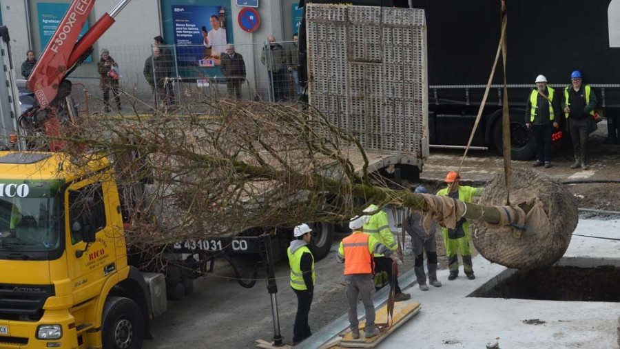 Los cuatro primeros tilos llegados de Holanda ya lucen en la plaza de Armas