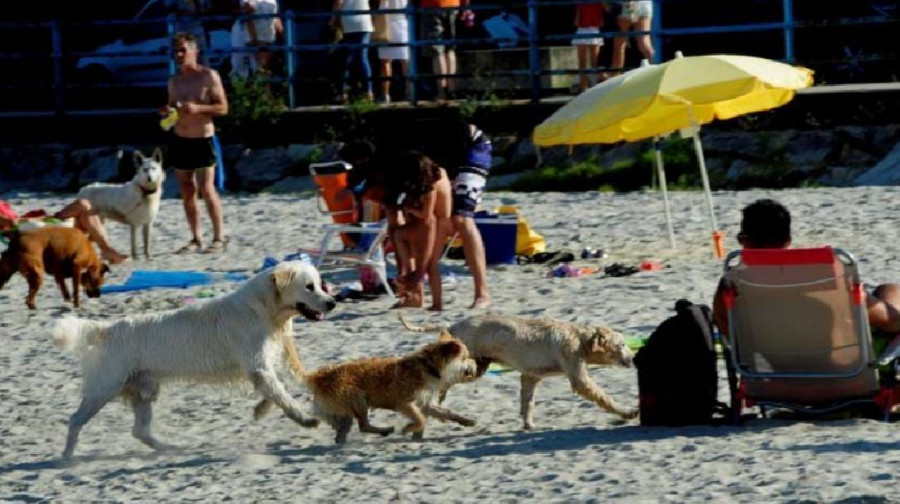 Denuncian una “estampida” canina en la playa de perros de Ares por el uso de materiales pirotécnicos