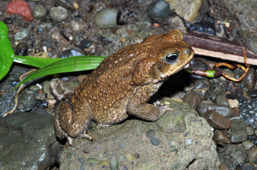 Del sapo de la caña al mejillón cebra, las 272 especies invasoras que amenazan la Península