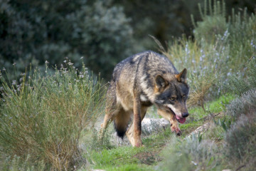 Lobo