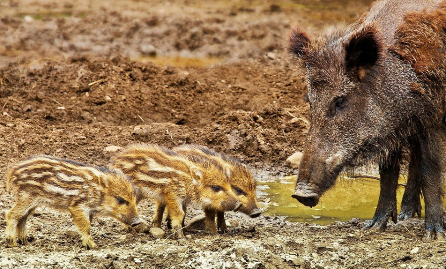 La Xunta destina 2,1 millones de euros a paliar los daños causados por lobos y jabalís