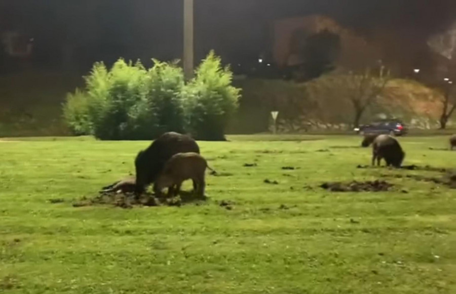 Los jabalíes siguen en la zona urbana desde hace casi un año