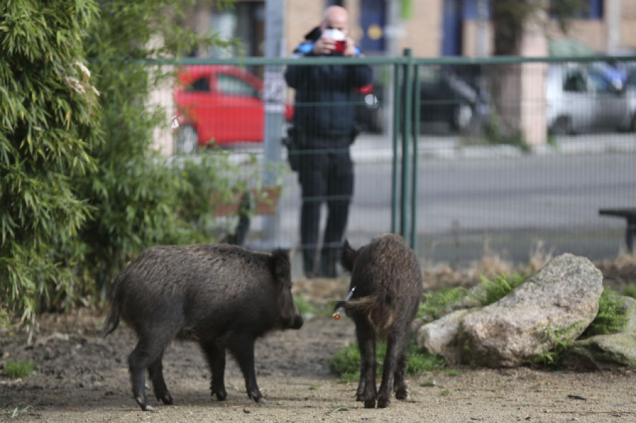 España, el país del millón de jabalíes