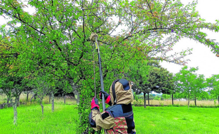 A Xunta retirou máis de 6.400 niños de vespa velutina o ano pasado