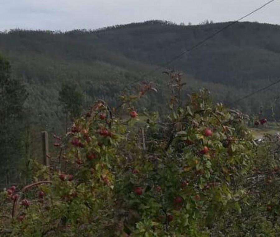 El encarecimiento de la sidra