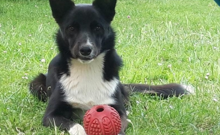 Un vecino de Narón solicita ayuda para encontrar a su perro desaparecido