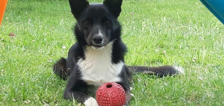 Un vecino de Narón solicita ayuda para encontrar a su perro desaparecido