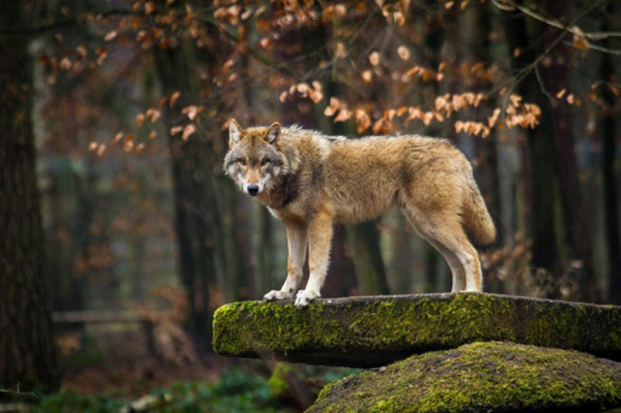 Millán Mon urxe no Parlamento Europeo modificar a protección dos lobos