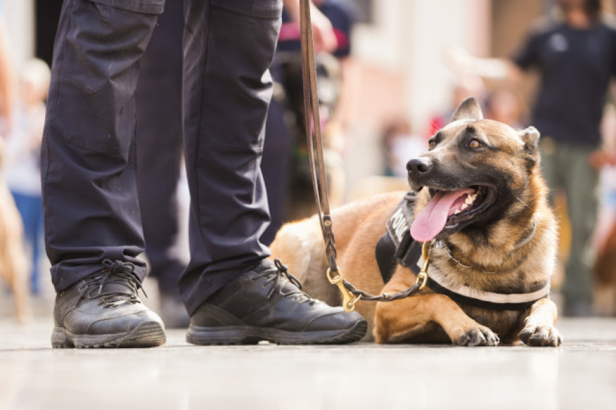 Teixeiro tendrá una unidad canina propia para evitar la droga