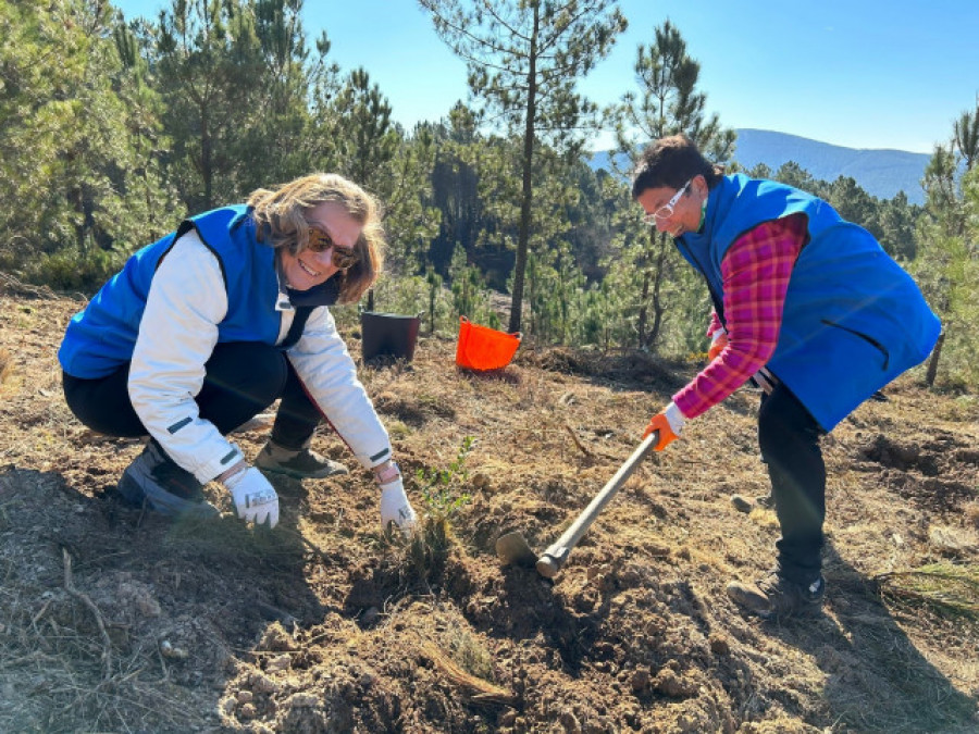 Voluntarios convocados por Afundación plantan 300 árboles autóctonos en Laza