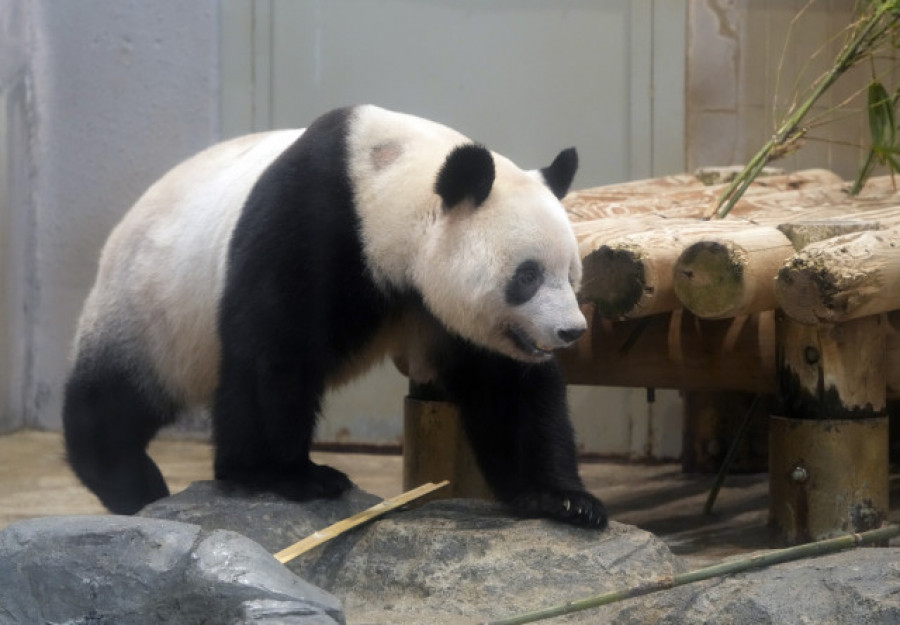 Una osa panda nacida en Japón regresa a China para buscar novio