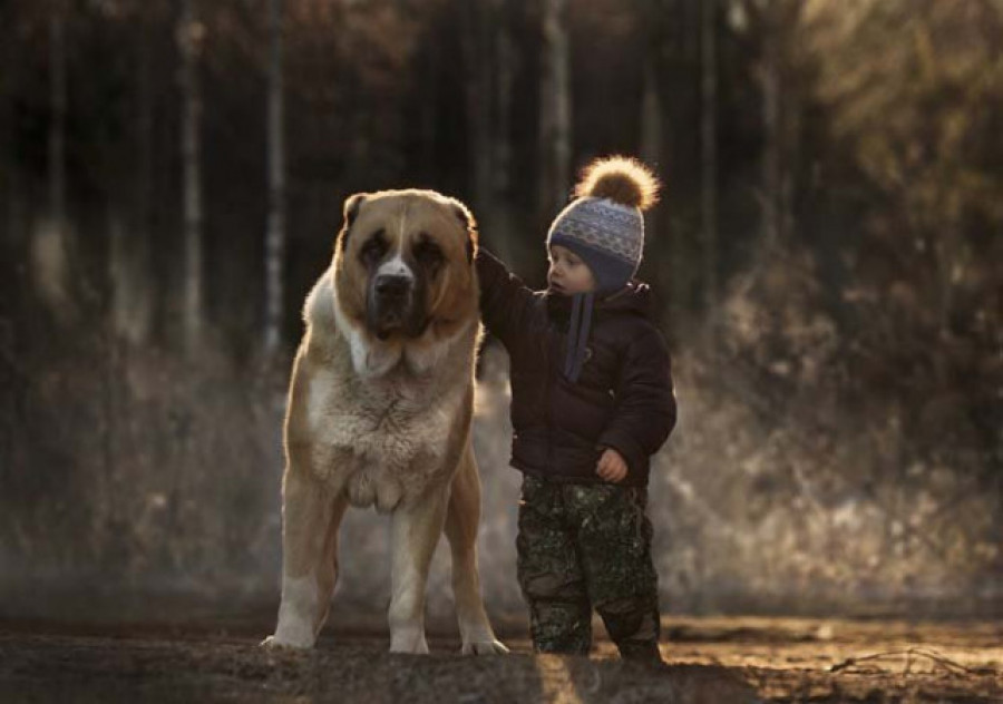 Tener perro o gato se asocia con menos alergias alimenticias en niños