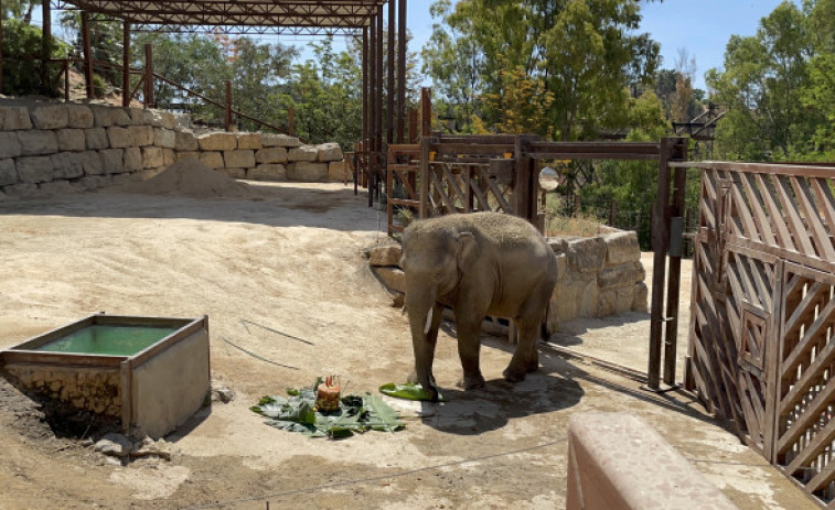 Bogor, el joven ejemplar de elefante asiático, cumple once años en Selwo Aventura