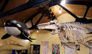 A candorca de Burela revive no Museo da Sociedade Galega de Historia Natural