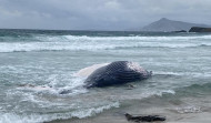 Aparece varada una ballena jorobada de grandes dimensiones en la playa ferrolana Marmadeiro