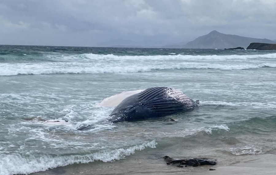 Aparece varada una ballena jorobada de grandes dimensiones en la playa ferrolana Marmadeiro