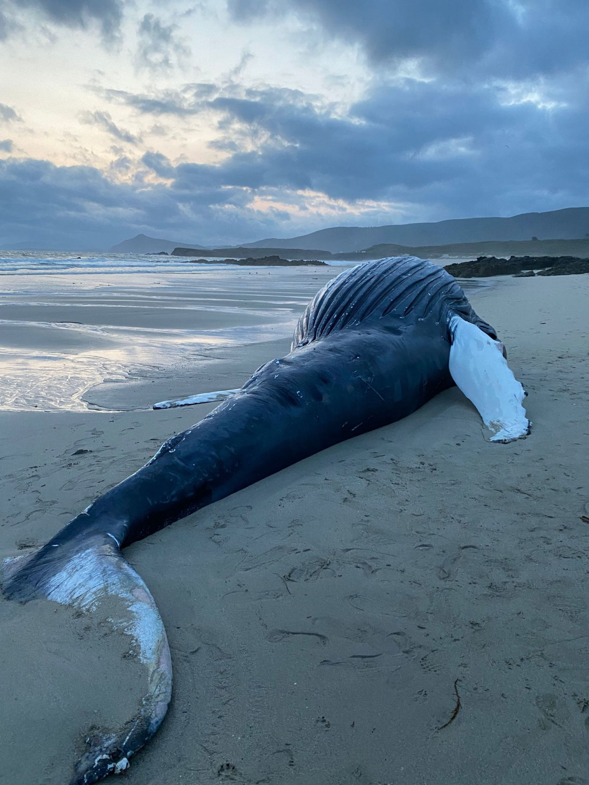 Ballena Marmadeiro Ferrol