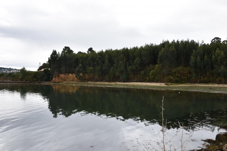 La ría de Ferrol perdió en cinco años casi el 20% de sus permisos de marisqueo a pie