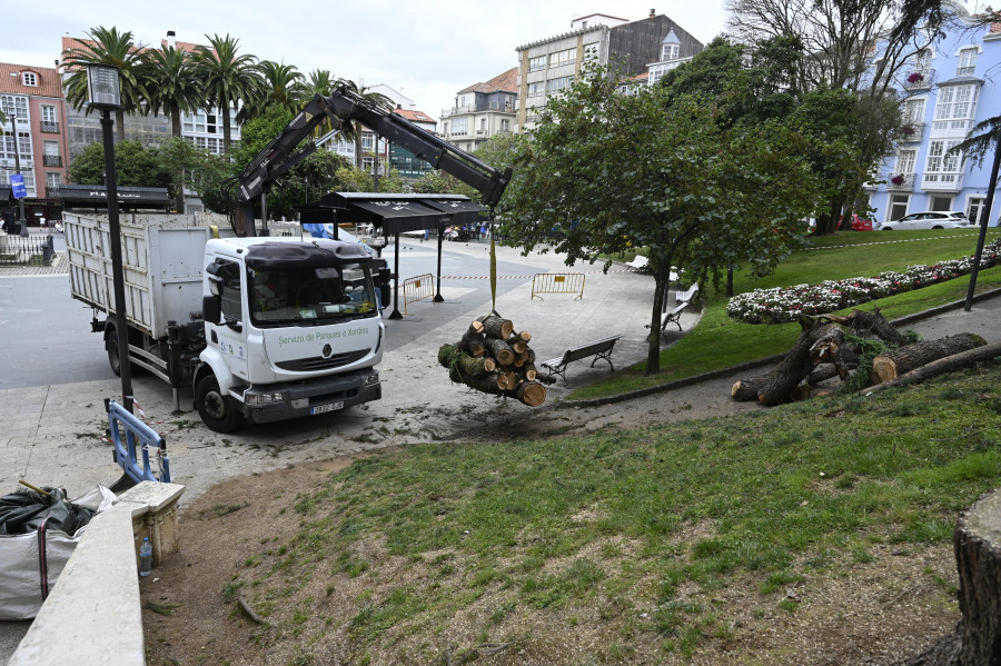 Amboage pierde su segundo cedro, talado por daños en su estructura