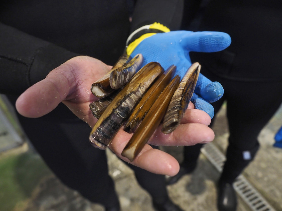 Las Cofradías de la ría inician tras un parón acordado la captura de navaja