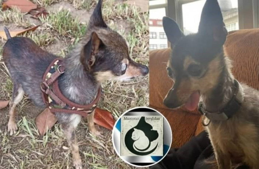 Solicitan la colaboración ciudadana para localizar un perro perdido en Ferrol