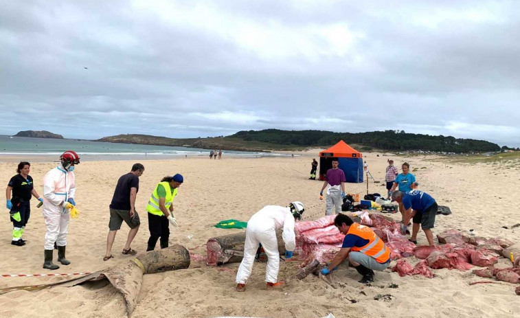 Despiezan y retiran el tiburón aparecido en la playa de Doniños, en Ferrol