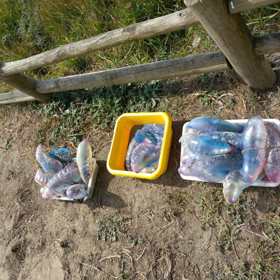 Reabierta al baño la playa de Pantín tras encontrar una carabela portuguesa