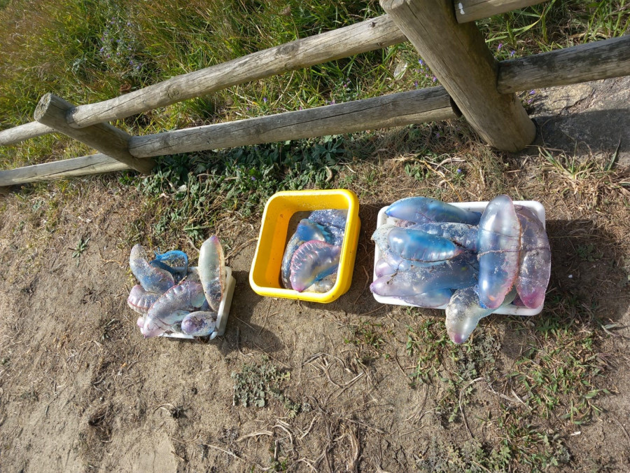 Reabierta al baño la playa de Pantín tras encontrar una carabela portuguesa