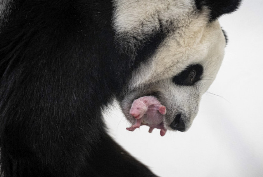 Nace por primera vez un cachorro de oso panda en el Zoológico de Moscú