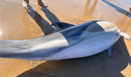 Aparecen tres delfines muertos en la playa de A Frouxeira, en Valdoviño