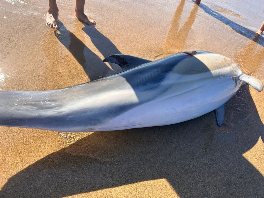 Aparecen tres delfines muertos en la playa de A Frouxeira, en Valdoviño