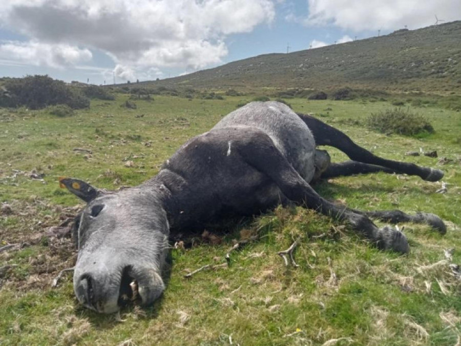 Matanza de yeguas en Boiro