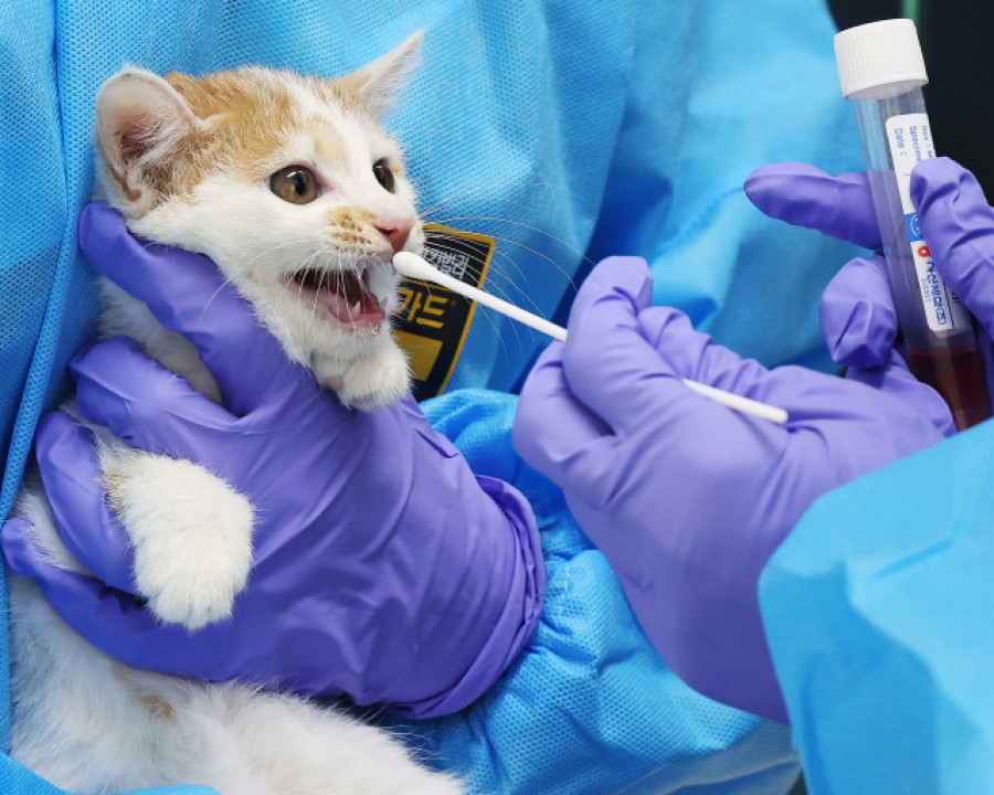 Queda atrapada en un tragaluz en Viveiro al intentar rescatar a su gato