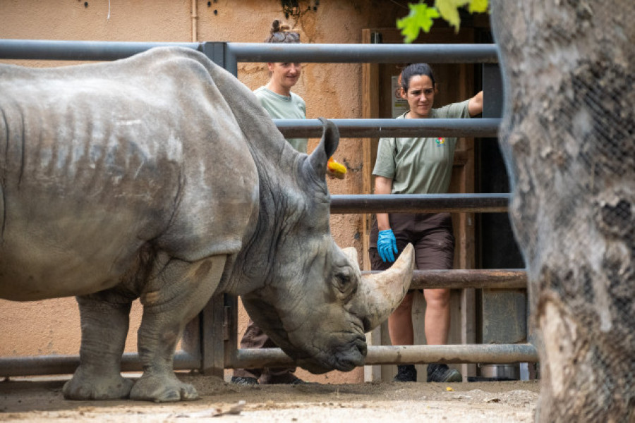 Fallece en el zoo de Barcelona el rinoceronte blanco más longevo de Europa