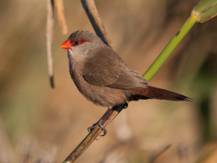 Denunciado en Lugo por cazar pájaros de forma furtiva con jaulas en árboles