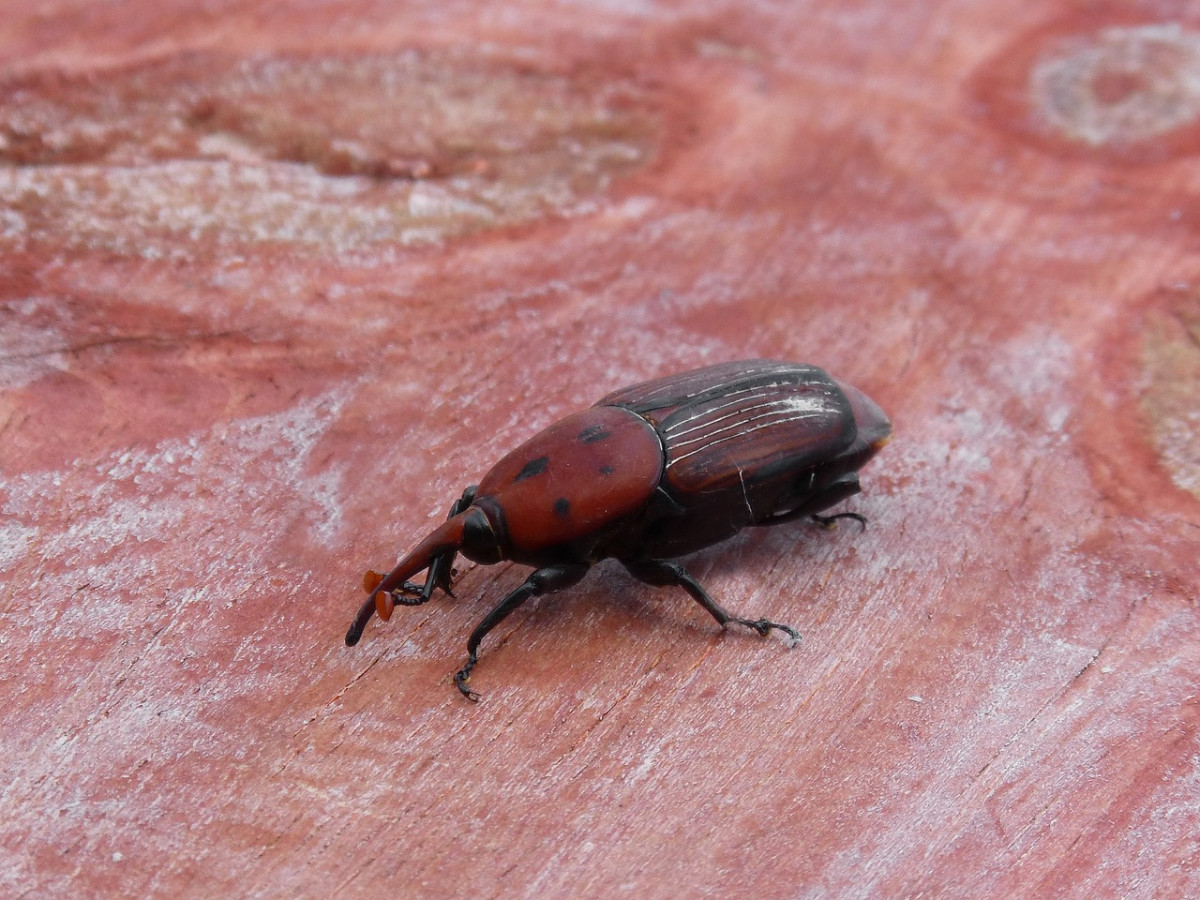 Rhynchophorus ferrugineusPicudo rojo