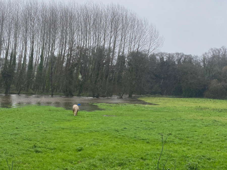 Las denuncias ciudadanas "salvan" a una yegua en Valdoviño